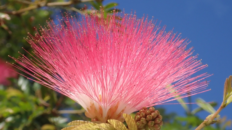 Pink tropical flower blooming in Ocean Expo Park