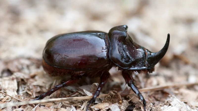 Japanese rhinoceros beetle on the forest floor at the Southeast Botanical Garden

