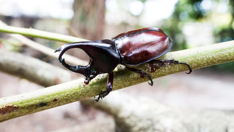 Male rhinoceros beetle on a branch at the Southeast Botanical Garden in Okinawa
