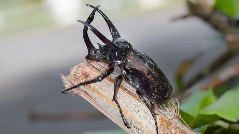 Black Hercules beetle perched on a branch at the Southeast Botanical Garden in Okinawa