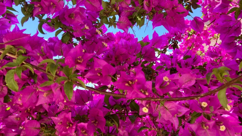 Bright pink bougainvillea flowers under Okinawa’s blue sky