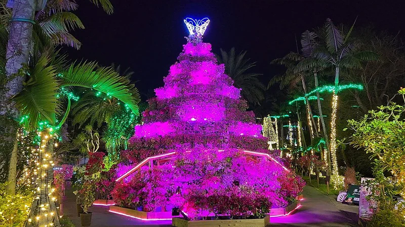 Large pink light tree decorated with flowers like bougainvillea at the Southeast Botanical Garden in Okinawa