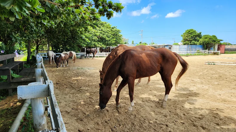 Brown horse grazing in the ranch area of Murasaki Mura