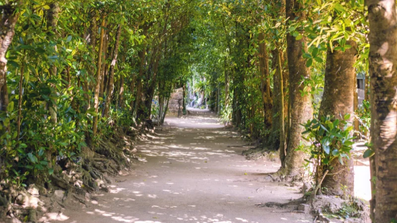 Shaded path lined with tropical trees in Okinawa