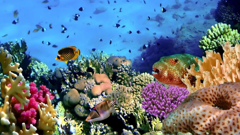 Colorful coral reef with tropical fish in Okinawa waters