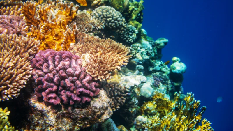 Close-up of purple and yellow coral formations in Okinawa sea