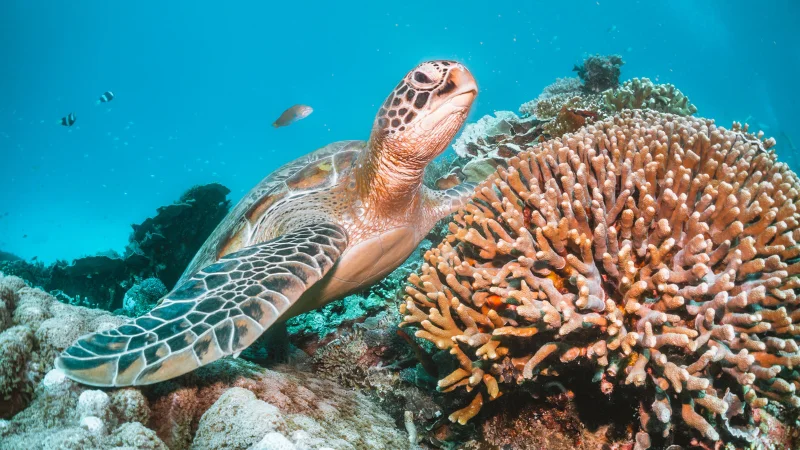Sea turtle swimming near coral reef in Yomitan, Okinawa