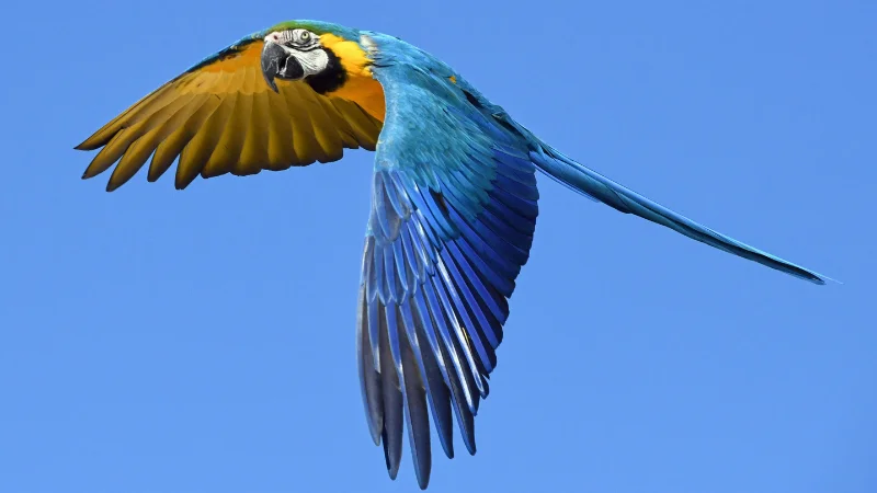 Blue and yellow macaw soaring in the Okinawan sky