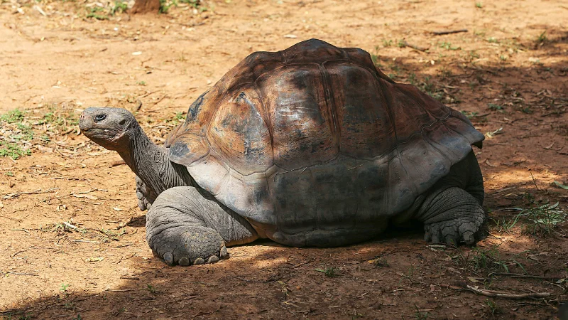 Giant tortoise resting on the ground at the Southeast Botanical Garden