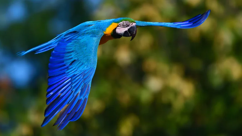 Blue macaw flying over the tropical garden in Okinawa
