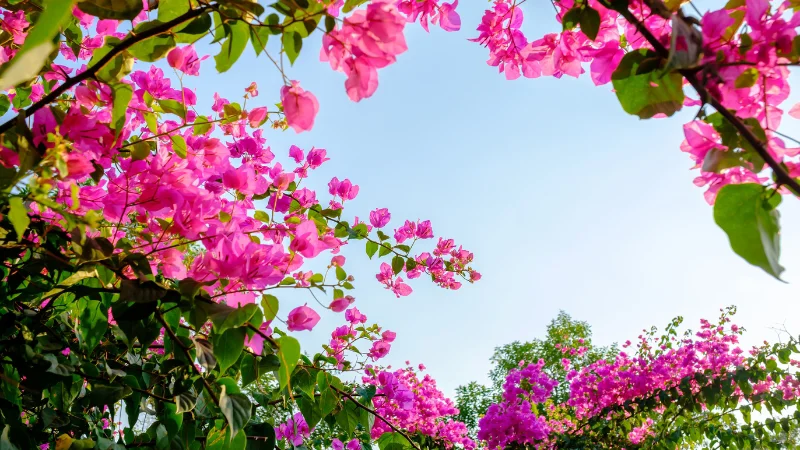 Pink bougainvillea flowers under a blue sky at the Southeast Botanical Garden
