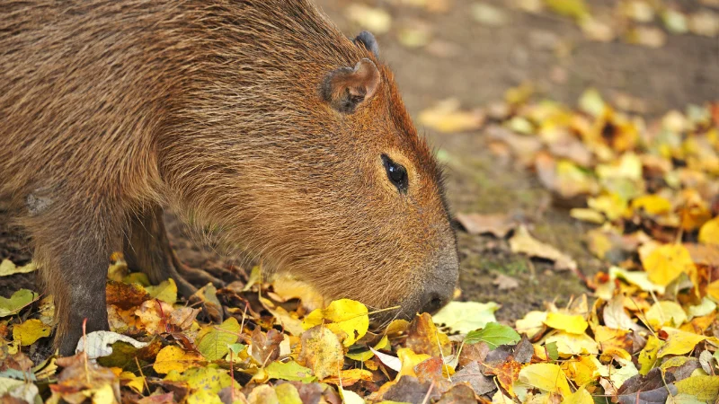 Capybara grazing on leaves at the Southeast Botanical Garden in Okinawa

