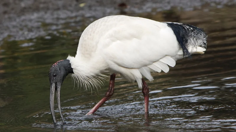 White and black ibis bird searching for food in the water at the Southeast Botanical Garden
