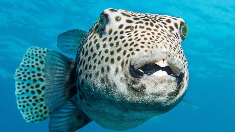 Close-up of tropical pufferfish in the waters of Yomitan, Okinawa