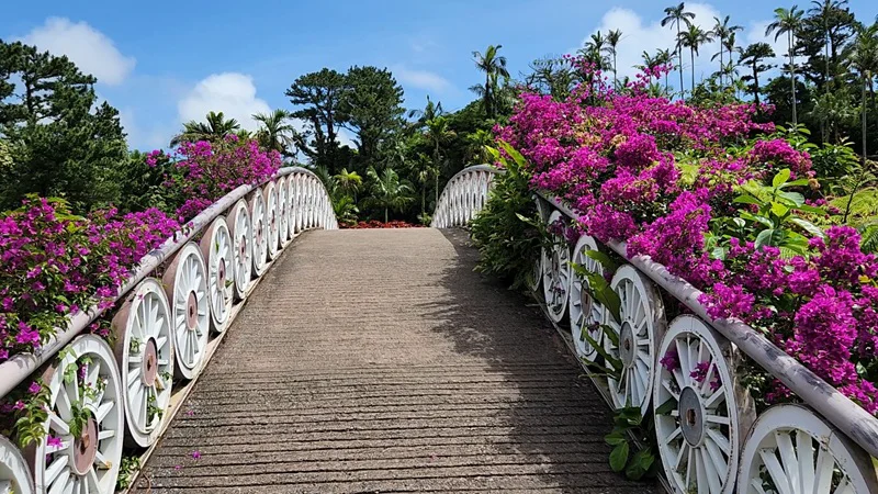 Flower bridge adorned with bougainvillea at the Southeast Botanical Garden in Okinawa