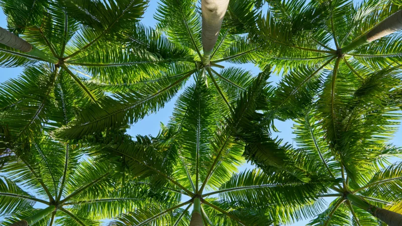 Palm leaves forming a natural canopy at the Southeast Botanical Garden in Okinawa