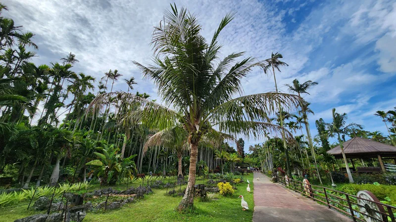Tropical walkway lined with palm trees at the Southeast Botanical Garden in Okinawa