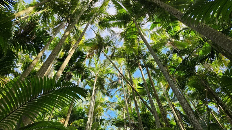 View from the ground toward the giant palm trees of the Southeast Botanical Garden in Okinawa