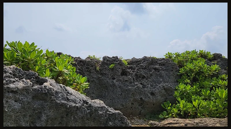 Black rocks and green plants on the Zanpa coast