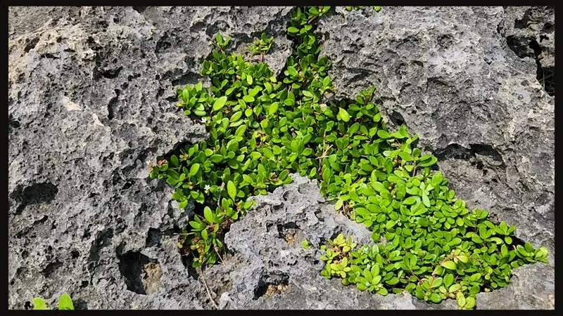 Karst rock with greenery growing in its cavities