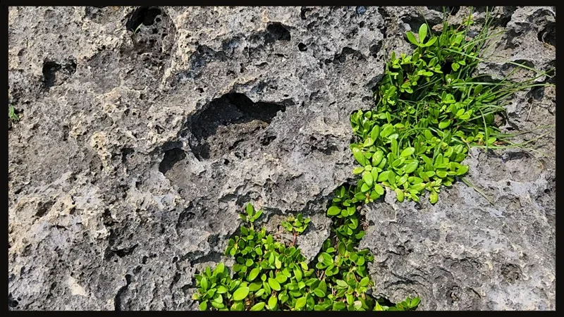Porous rock with green vegetation at Cape Zanpa