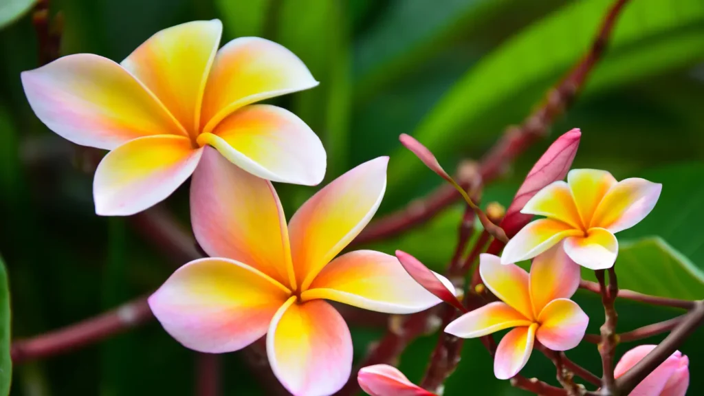 Close up of vibrant plumeria flowers in shades of yellow, pink and white with green leaves in the background.