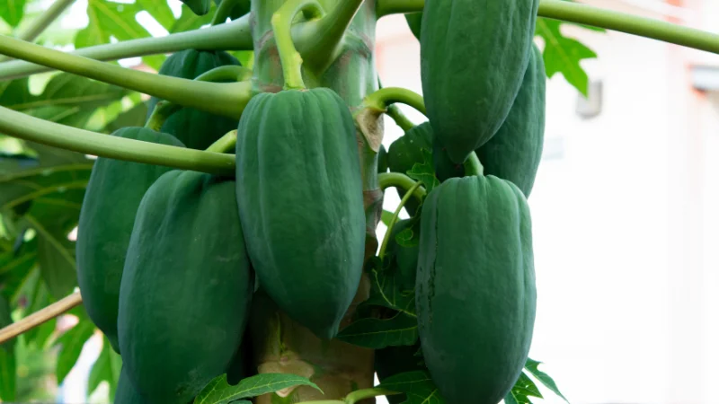 Cluster of green papayas growing on a tree