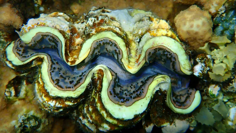 Close up of a colorful giant clam in Okinawan coral reefs