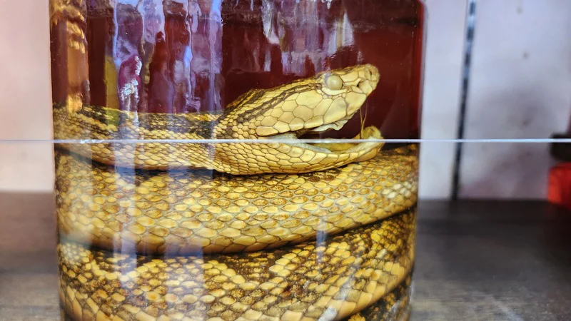 Preserved habu snake inside a jar of Okinawan liquor