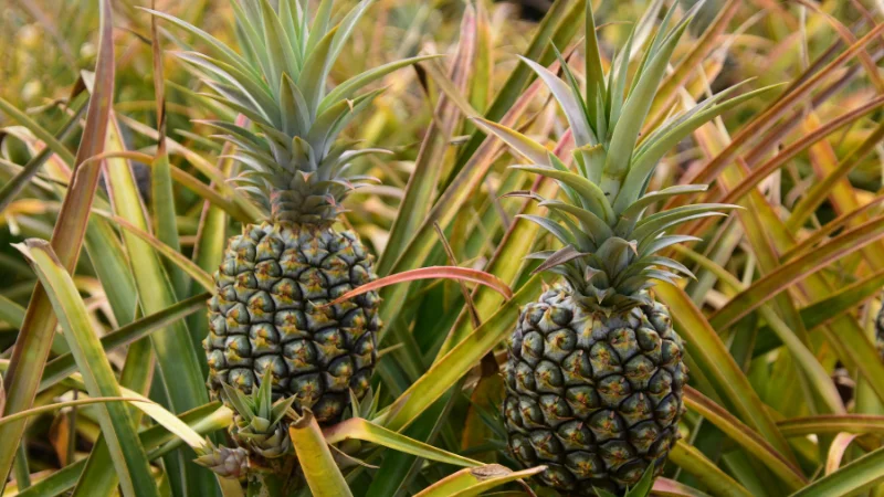 Two pineapples growing in an Okinawan field surrounded by green leaves