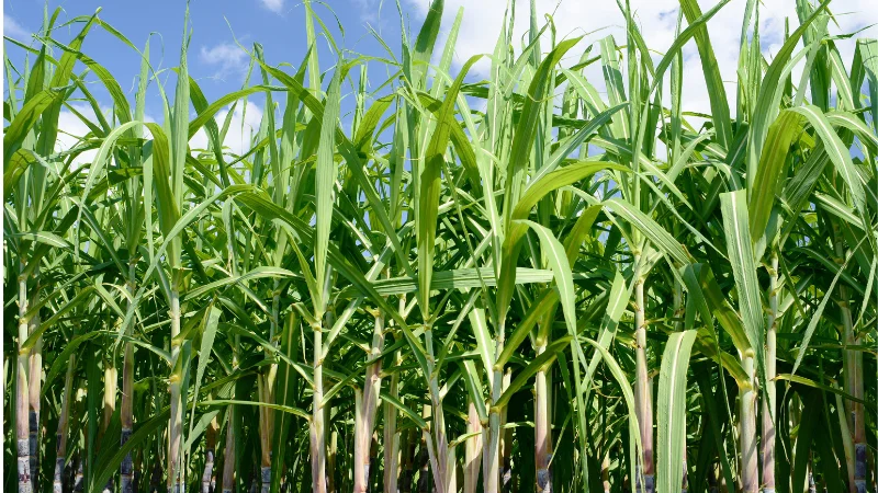 Tall green sugarcane plants growing under a blue sky in Okinawa
