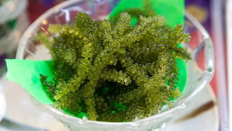 Fresh umibudo sea grapes served in a glass dish