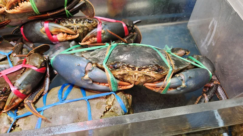 Large live crabs tied with colorful bands in a market tank