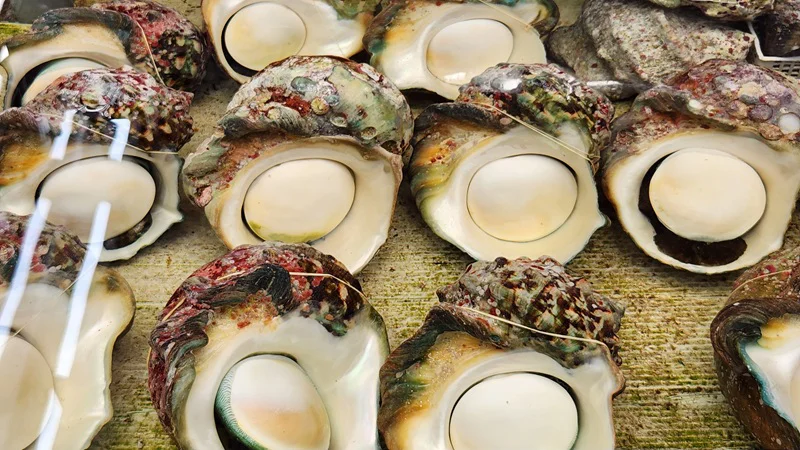Large Okinawan turban shells displayed on ice at a seafood market