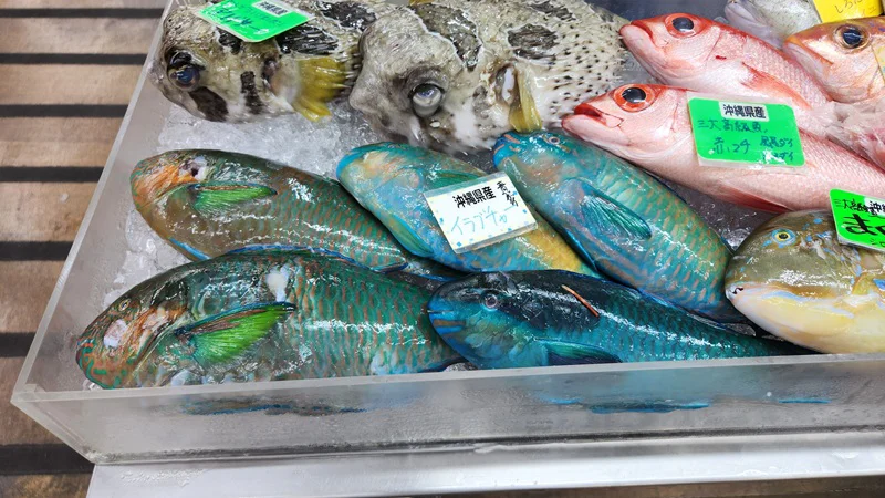 Blue and green parrotfish displayed with other fresh fish on ice