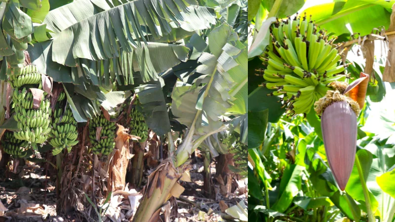 Green banana clusters and banana flowers growing on Okinawan trees