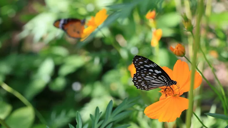 Black and white butterfly resting on orange flowers at Yoshinoura Park in Okinawa