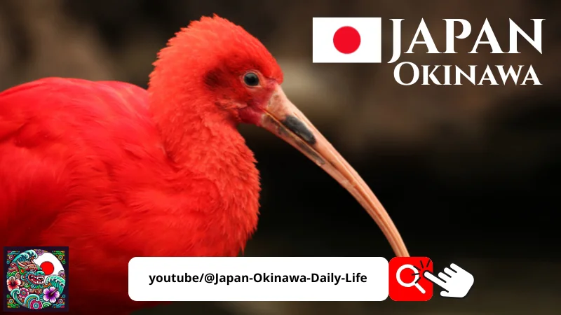 Scarlet ibis bird at Neo Park Okinawa, Japan’s zoological park surrounded by tropical nature.
