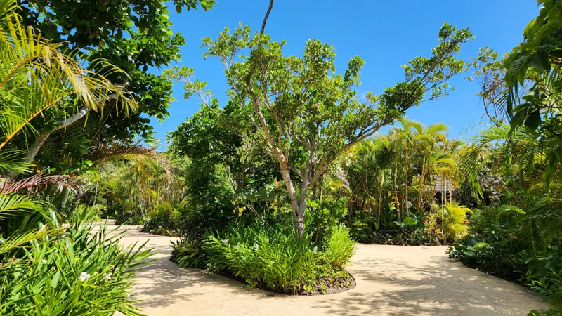 Tree and dense tropical foliage under a bright sky at Junglia Okinawa