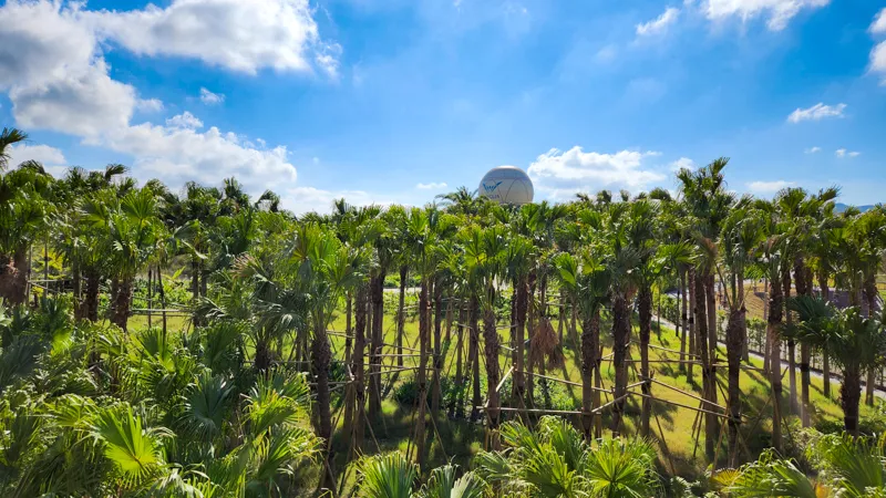 Palm tree grove with the Junglia hot air balloon visible in the distance