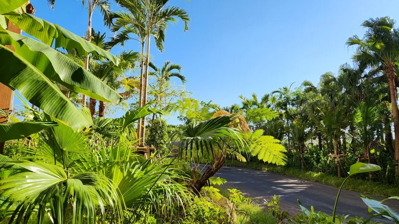 Tropical plants and palm trees lining a quiet road at Junglia Okinawa