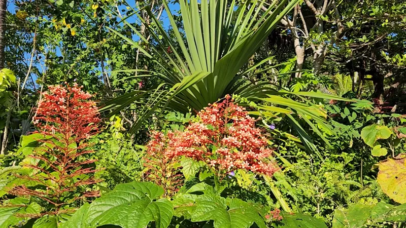 Red tropical flowers growing among lush green foliage at Junglia Okinawa