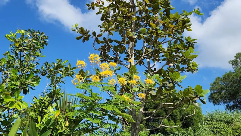 Yellow flowers blooming on a tall tree against a bright blue sky at Junglia Okinawa