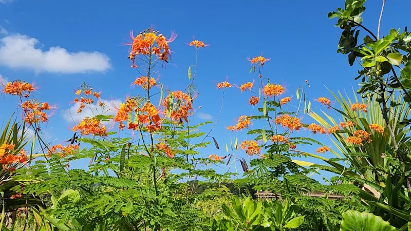Orange tropical flowers rising above green foliage at Junglia Okinawa