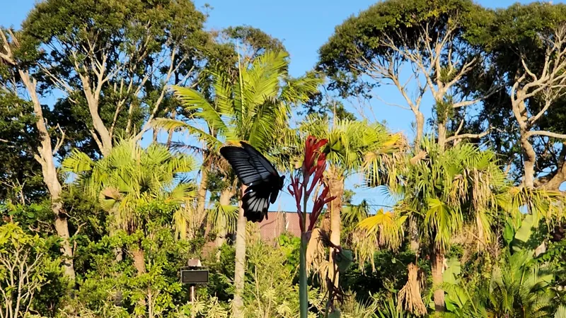 Black butterfly landing on a red flower in the tropical gardens of Junglia Okinawa