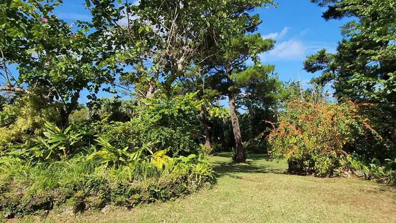 Open grassy area with tropical trees in Japan
