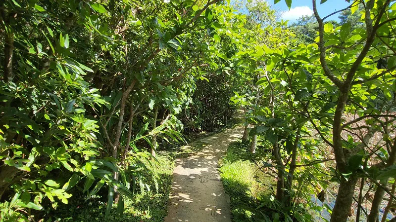 Narrow walking path surrounded by lush plants in Japan