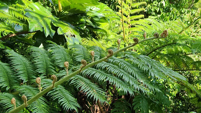 Giant fern with curled fronds at Bios no Oka Park in Okinawa
