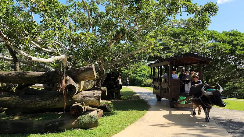 Water buffalo cart carrying visitors at Bios no Oka Park in Okinawa