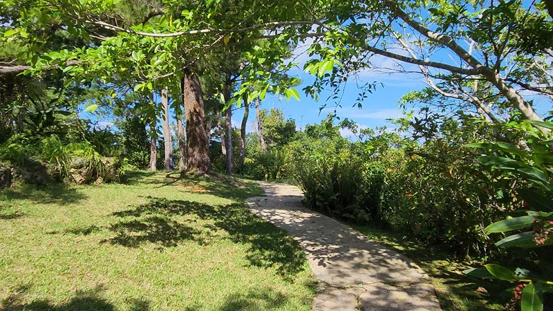 Shaded walking path surrounded by tropical trees in Japan